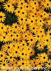 Rudbeckia fulgida var. fulgida                         